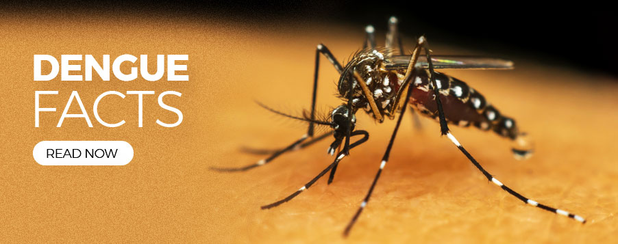 Dengue Facts